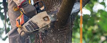 Best Tree Mulching  in West Valley City, UT