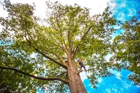 Best Tree Cabling and Bracing  in West Valley City, UT