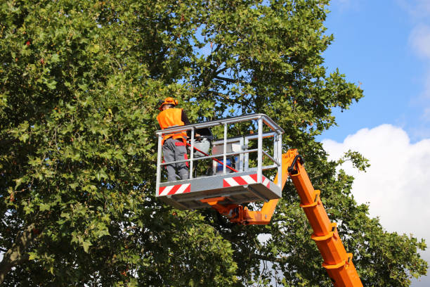 Best Commercial Tree Services  in West Valley City, UT