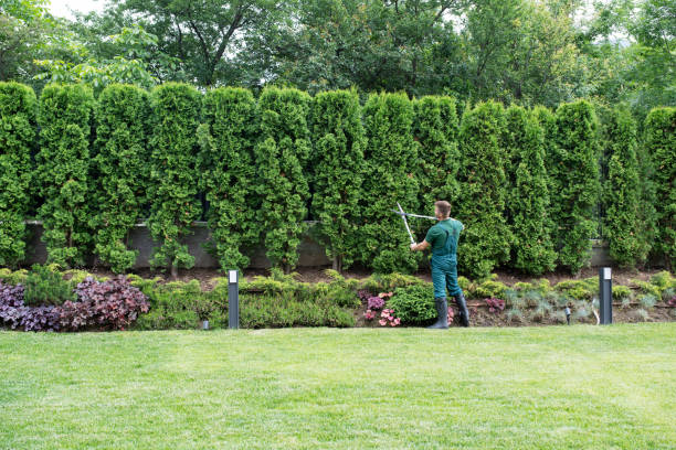 Best Tree Maintenance Programs  in West Valley City, UT