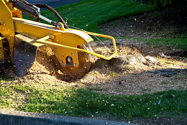 Best Artificial Turf Installation  in West Valley City, UT