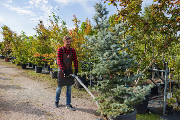 Best Hedge Trimming  in West Valley City, UT
