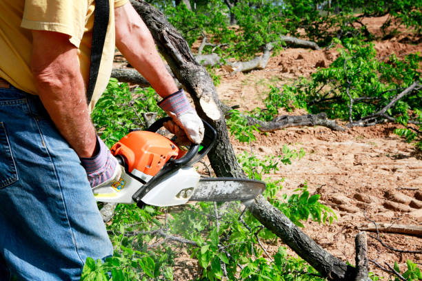 Best Tree Removal  in West Valley City, UT